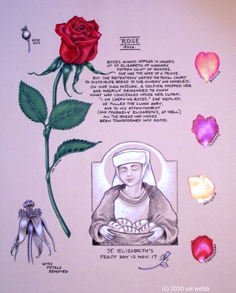 white rose drawing. First came the red rose,