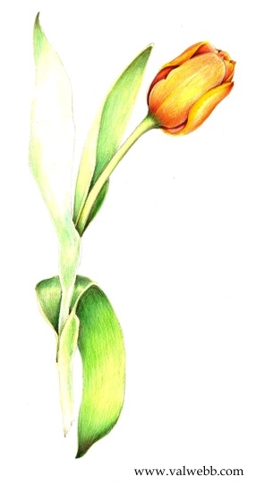 October 6, 2010 in Uncategorized | Tags: botanical art, flowers, watercolor 