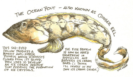 insectpests2_oceanpout.jpg