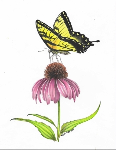 swallowtail-coneflower